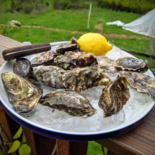 Get fresh oysters from nearby Tomales Bay Oyster Company
