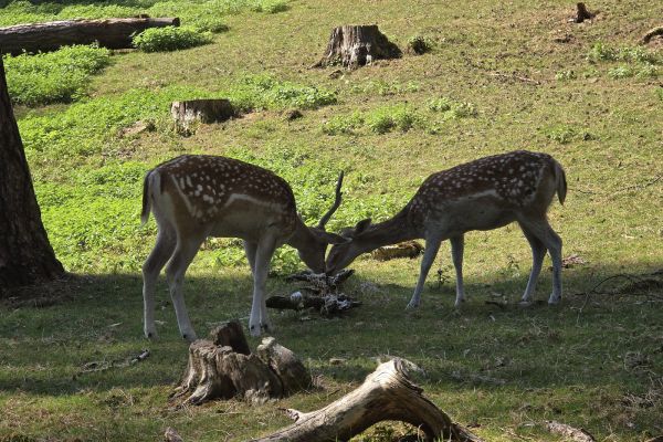 Parc Animalier de la Grande Jeanne