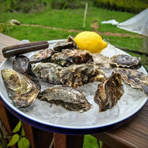 Get fresh oysters from nearby Tomales Bay Oyster Company