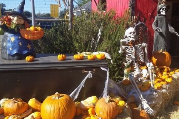 Nicasio Pumkin Patch