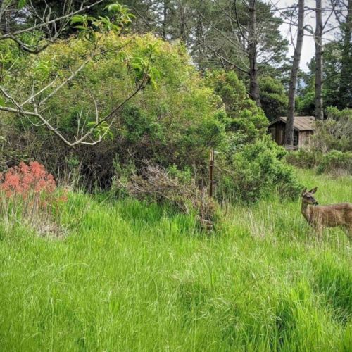 Widlife watching on the property