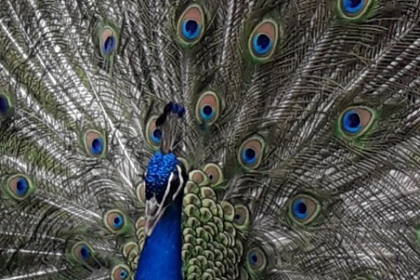 La Volière de l’Impérial