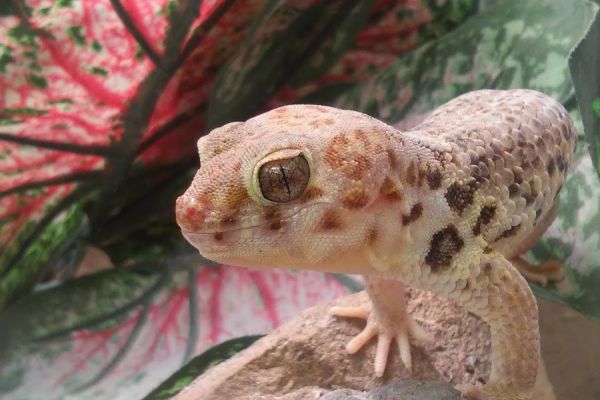 Marin Treks Natural History Museum